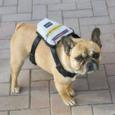 Amazing Outdoor Backpack For Your Pet Dog