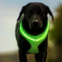 Fantastic Dog Vest With Built-In Led Lights